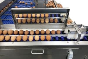 Riva Selegg Egg Grader Type S 41 from Reids Equipment