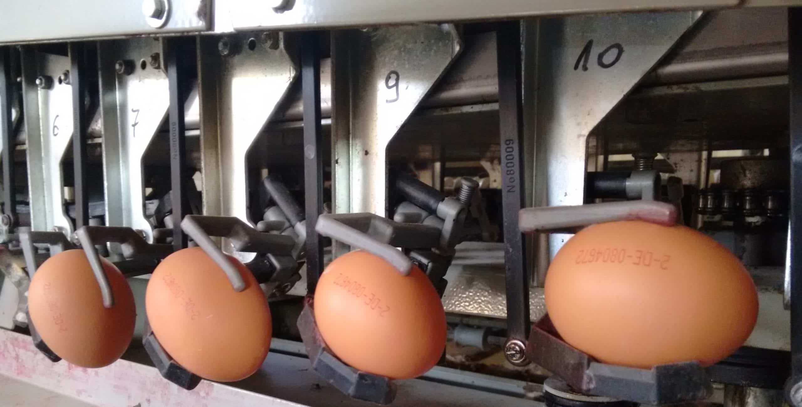 Ovobit3_EggPrint2 Egg Printer