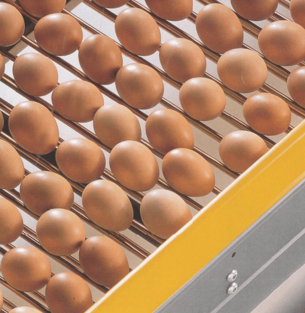 Flexy_Conveyor_Closeup Flexy Eggway Egg Conveyors