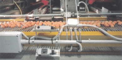 Flexy Eggway Egg Conveyors