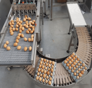 SRJ Davidson Case Packing & Tray Stacking System