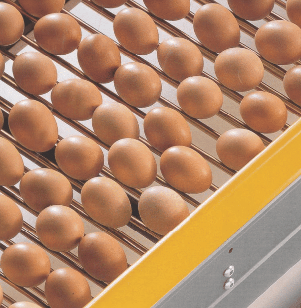 flexy-eggway-conveyor-reids-euipment Looking for an egg conveyor? Contact Reids equipment today!