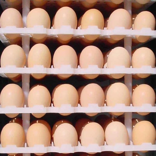 Eggs lined up in egg trays with poultry supplies UK from Reids Equipment